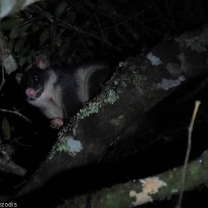 Short-eared Brushtail Possum (light morph) - Lamington National Park