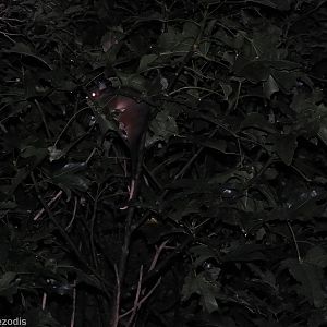 Common Ringtail Possum - Lamington National Park