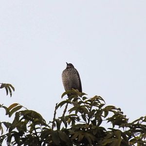Female Regent Bowerbird - Lamington National Park