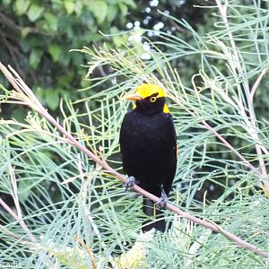 Male Regent Bowerbird - Lamington National Park