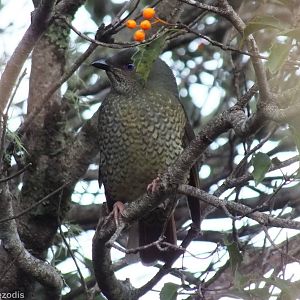 Female Satin Bowerbird - Lamington National Park