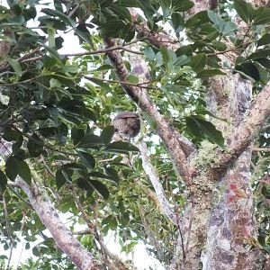 Female Paradise Riflebird - Lamington National Park