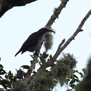 Female Paradise Riflebird - Lamington National Park