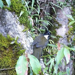 Eastern Whipbird - Lamington National Park