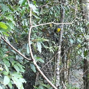 Eastern Yellow Robin - Lamington National Park