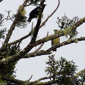 Satin Bowerbird Pair, Male Giving a Piece of Lichen to Female - Lamington N