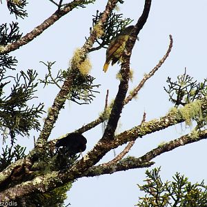Satin Bowerbird Pair - Lamington National Park