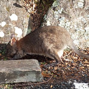 Red-necked Pademelon - Lamington National Park