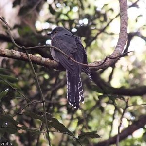 Fan-tailed Cuckoo - Lamington National Park