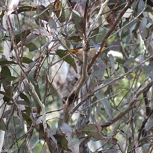 Spotted Pardalote - Lamington National Park