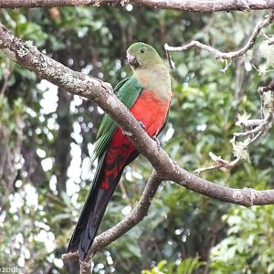 Female King Parrot - Lamington National Park
