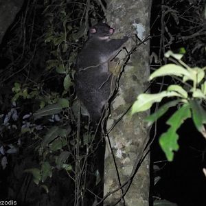 Short-eared Brushtail Possum (light morph) - Lamington National Park