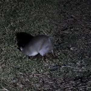 Long-nosed Bandicoot - Lamington National Park