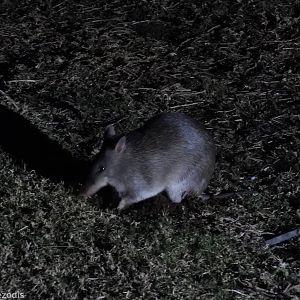 Long-nosed Bandicoot - Lamington National Park
