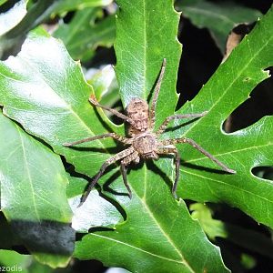 Cool Looking Spider - Lamington National Park
