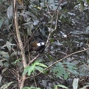 Eastern Whipbird - Lamington National Park