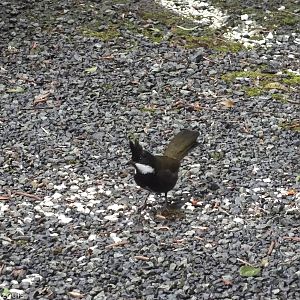 Eastern Whipbird - Lamington National Park