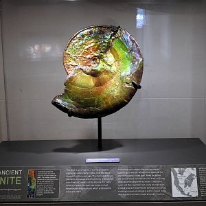 Ammonite Shell Turned Gem