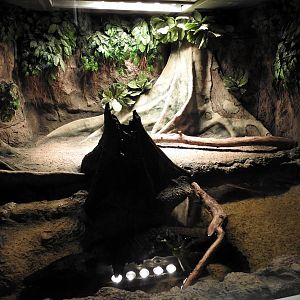 West African Dwarf Crocodile Enclosure