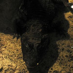 West African Dwarf Crocodile