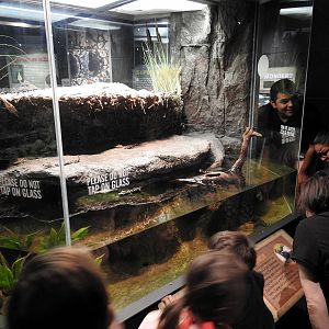 American Alligator Enclosure