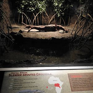 Slender Snouted Crocodile Enclosure