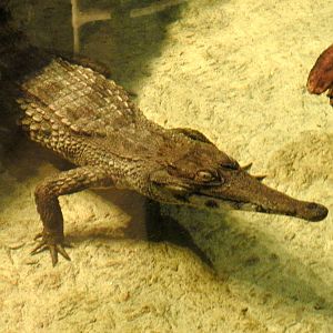 Slender Snouted Crocodile