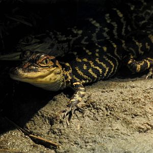 American Alligator