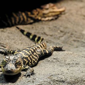 American Alligator