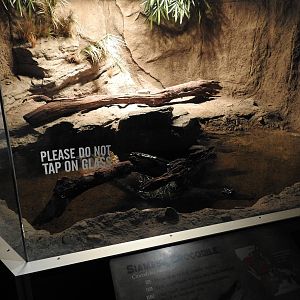 Siamese Crocodile Enclosure