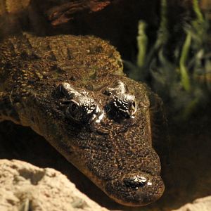 Siamese Crocodile