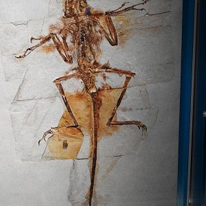 Sinornithosaurus millennii