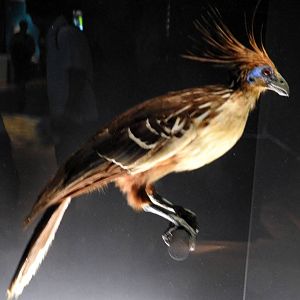 Hoatzin