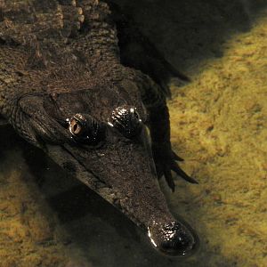 Central African Slender Snouted Crocodile