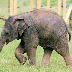Asiatic elephant calf; Whipsnade; 30th June 2016