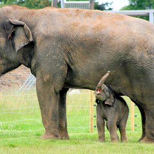 Asiatic elephant calf; Whipsnade; 30th June 2016