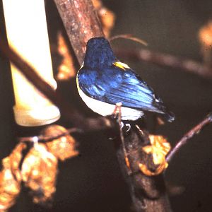 Orange-bellied flowerpecker