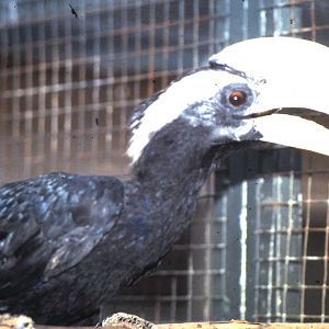 Malayan black hornbill