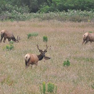 Roosevelt Elk - Oregon