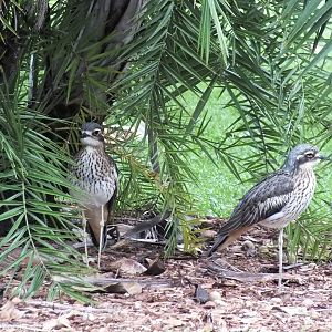 Bush Stone-curlews