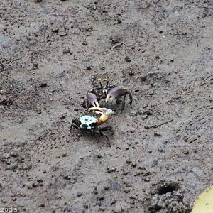 Fiddler Crabs