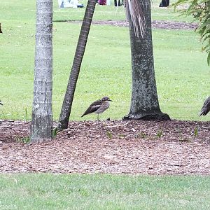 Bush Stone-curlews