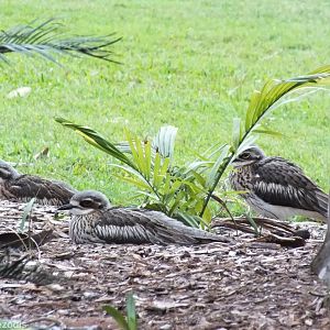 Bush Stone-curlews