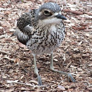 Bush Stone-curlew