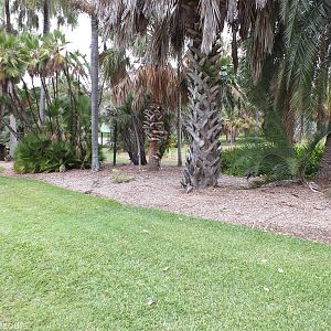 (at least) 8 Stone-curlews can be Seen in this Picture. Can you find them a