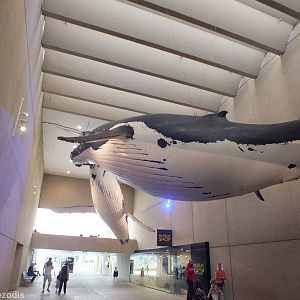 Whale Models - Queensland Museum