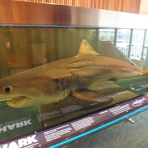 Great White Shark - Queensland Museum