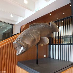 Queensland Grouper - Queensland Museum