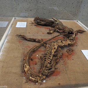 Perentie Swallowing an Echidna - Queensland Museum