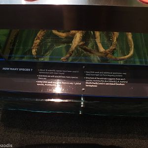 Part of Giant Squid Signage - Queensland Museum